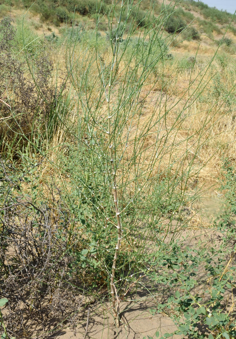 Image of Calligonum microcarpum specimen.