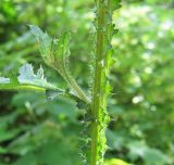Carduus crispus