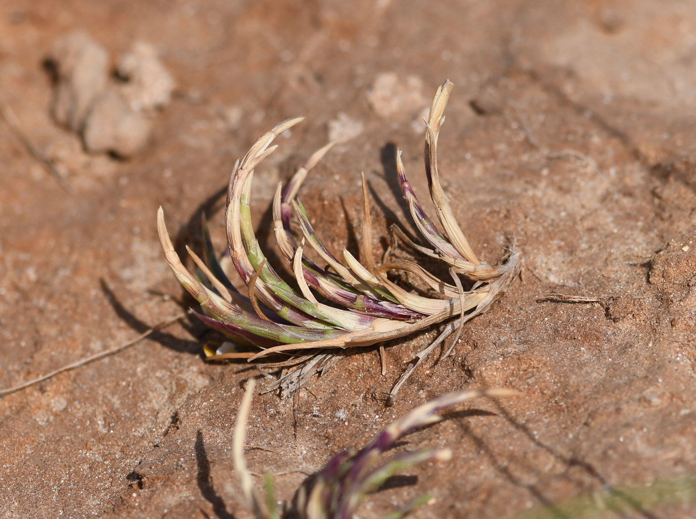 Изображение особи Parapholis marginata.