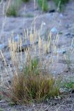 Agrostis stolonifera. Отцвётшие растения. Санкт-Петербург, Василеостровский р-н, окр. Морского вокзала №3, на песке. 28.07.2019.