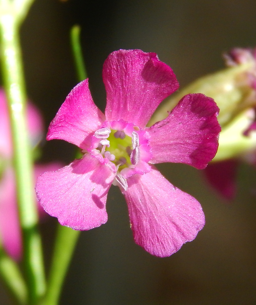 Image of Viscaria vulgaris specimen.