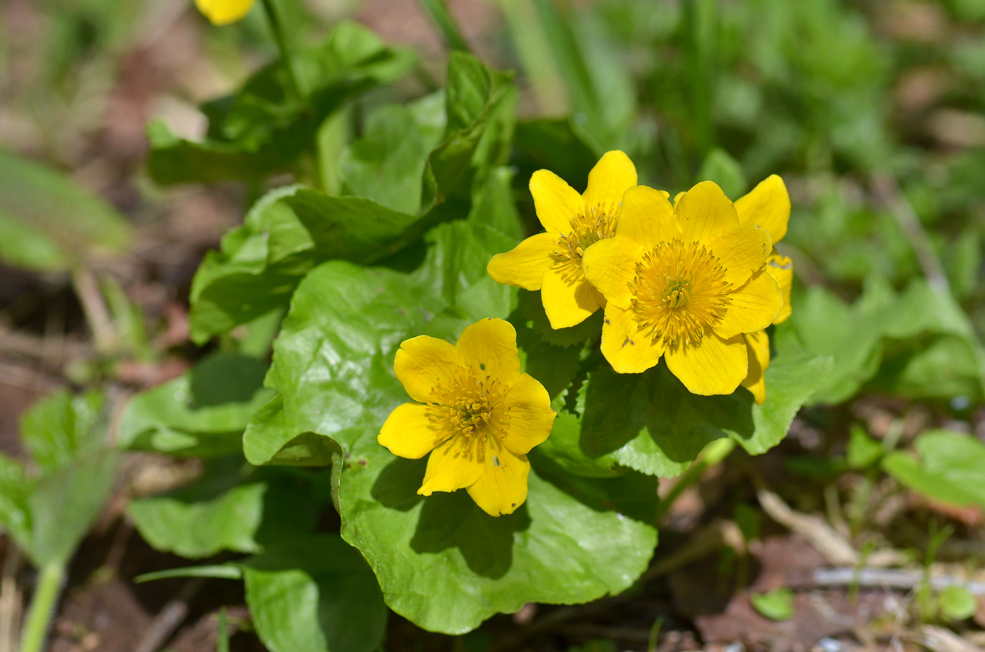 Image of Caltha polypetala specimen.