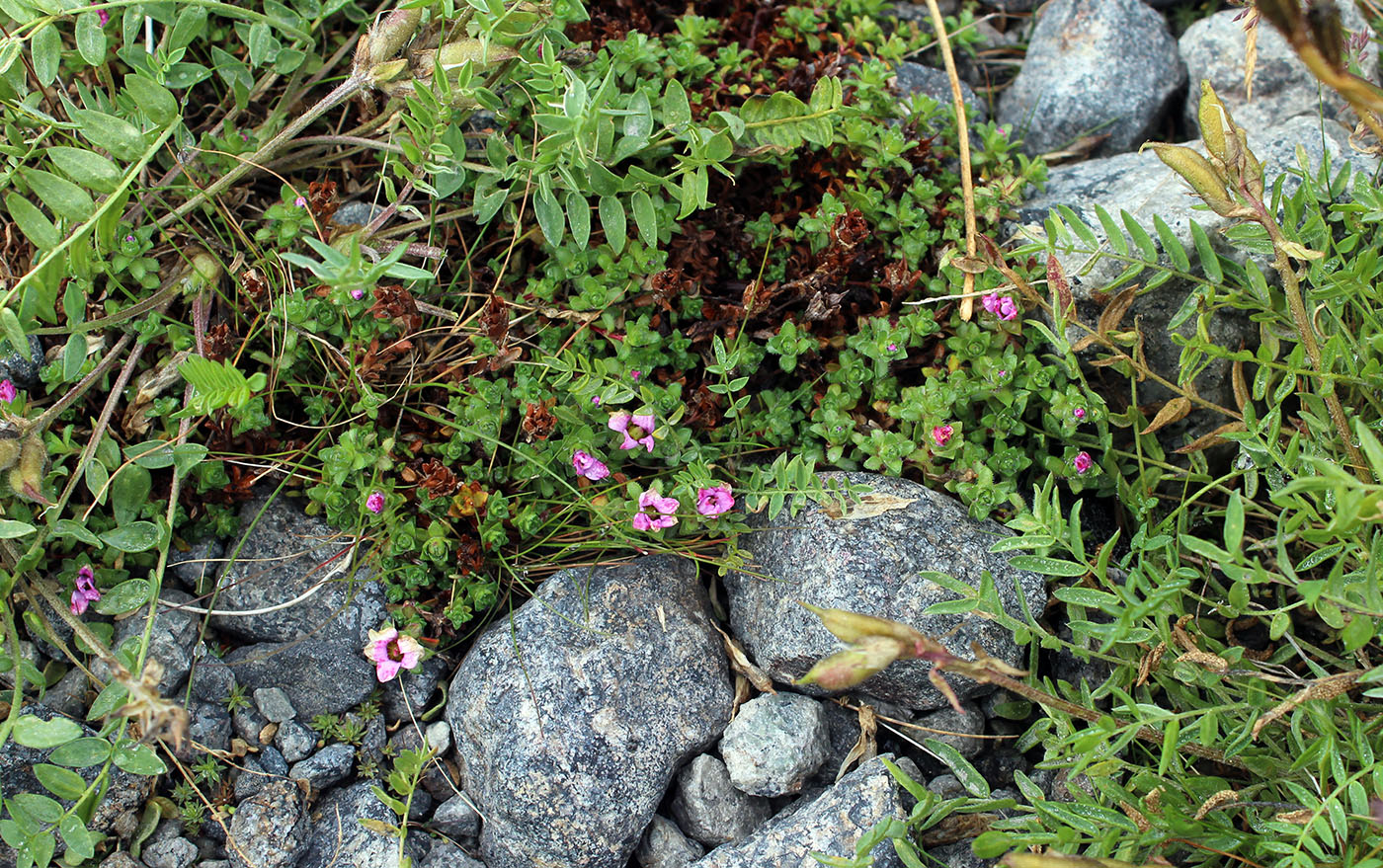 Image of Saxifraga oppositifolia specimen.