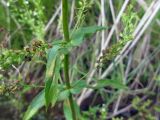 Veronica anagallis-aquatica