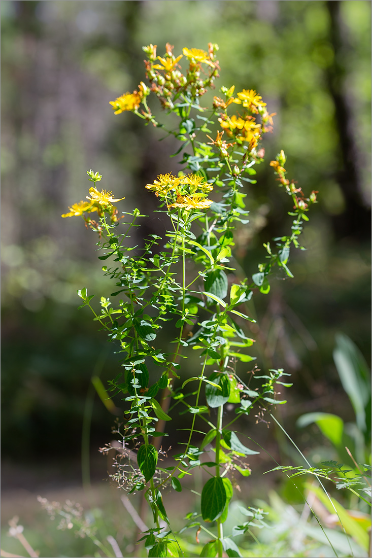 Image of Hypericum perforatum specimen.