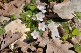 Oxalis acetosella