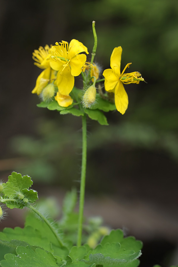 Image of Chelidonium majus specimen.