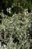 Atriplex cinerea