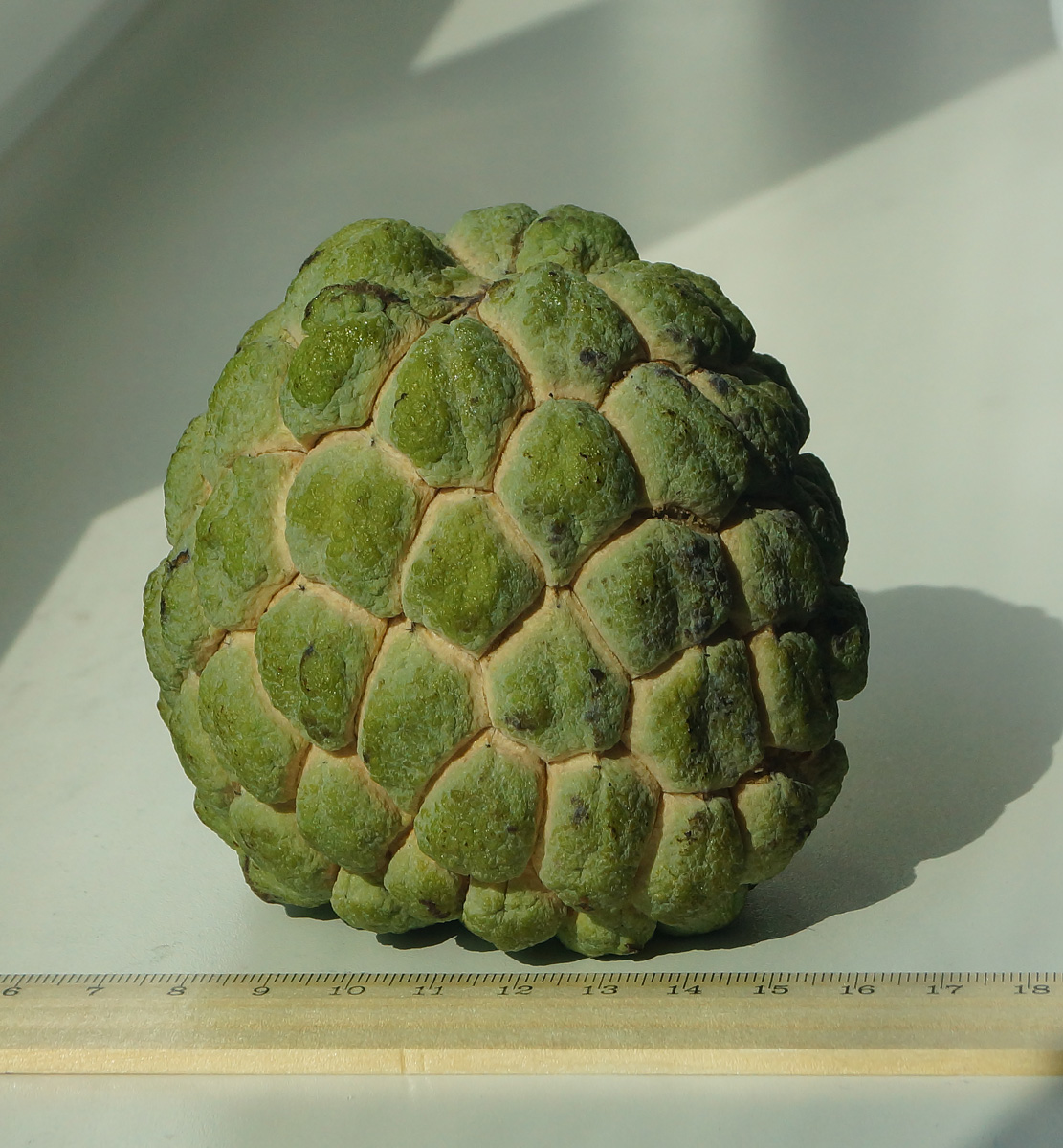 Изображение особи Annona squamosa.