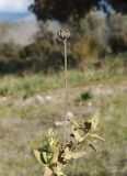 Phlomis lycia