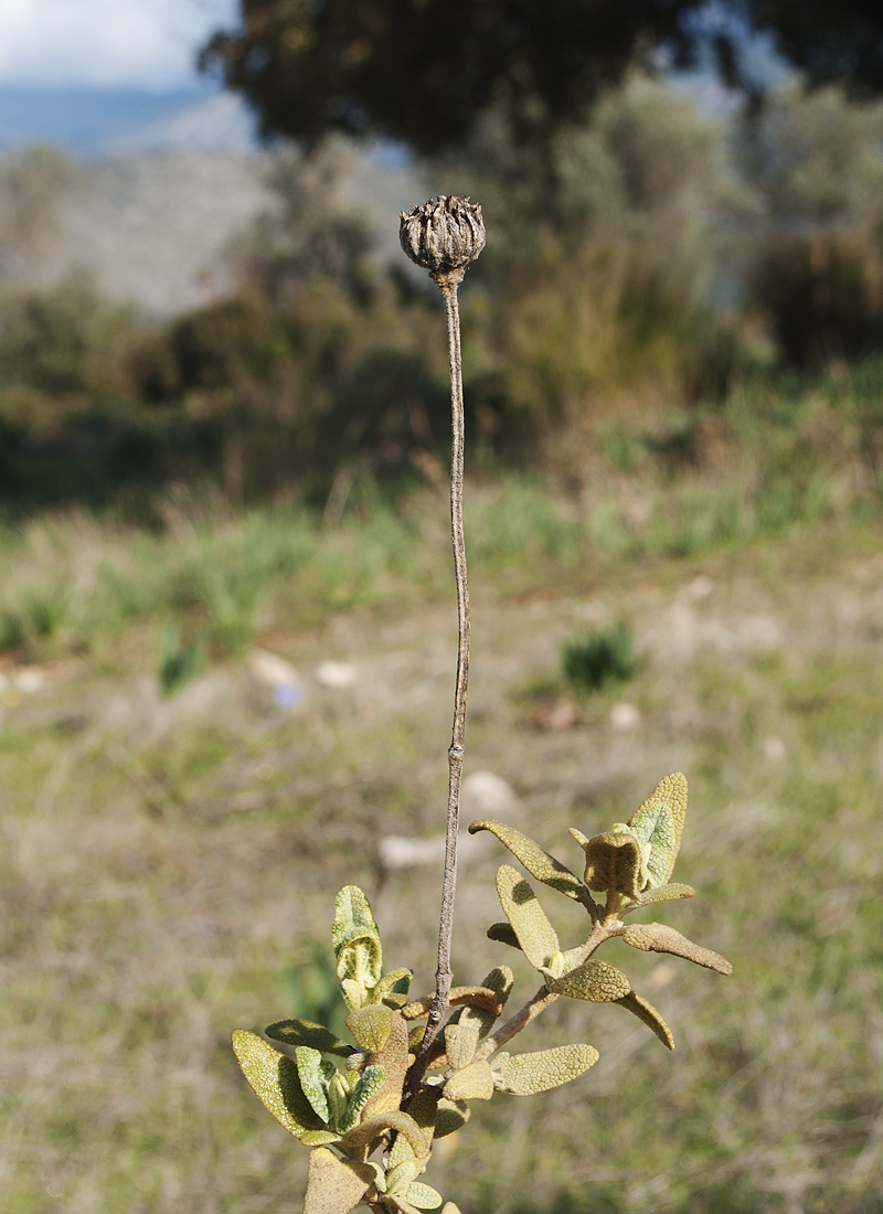 Изображение особи Phlomis lycia.