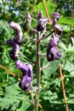 Aconitum septentrionale