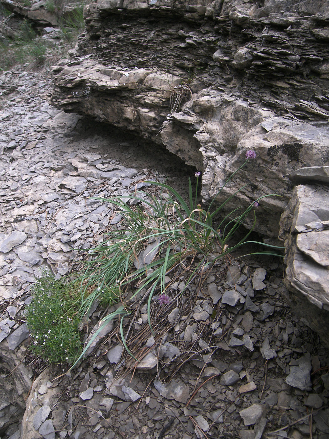 Image of Allium jajlae specimen.