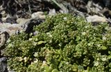 Polycarpon подвид catalaunicum