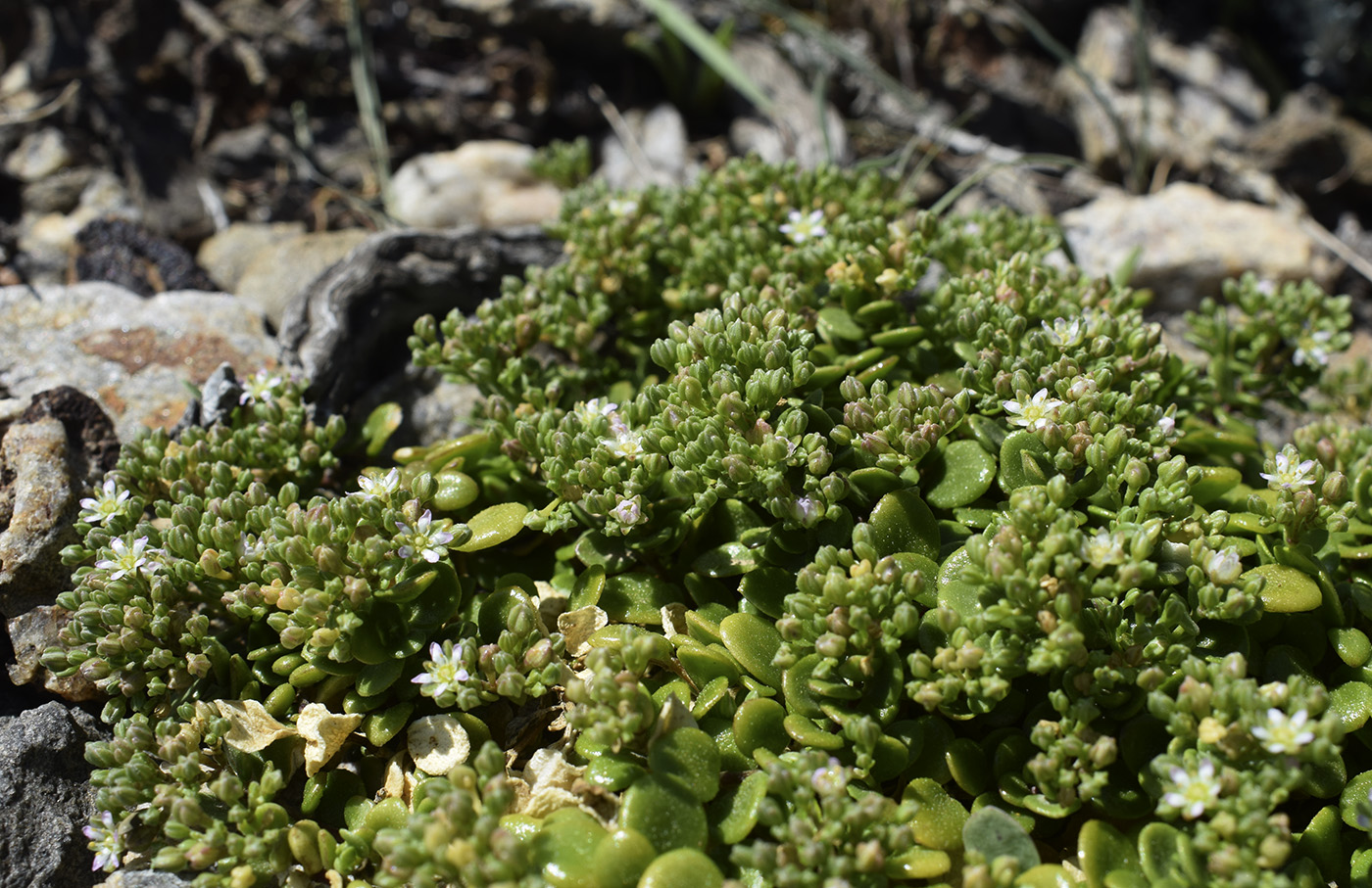 Изображение особи Polycarpon polycarpoides ssp. catalaunicum.