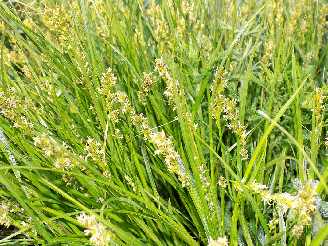 Image of Carex divulsa specimen.