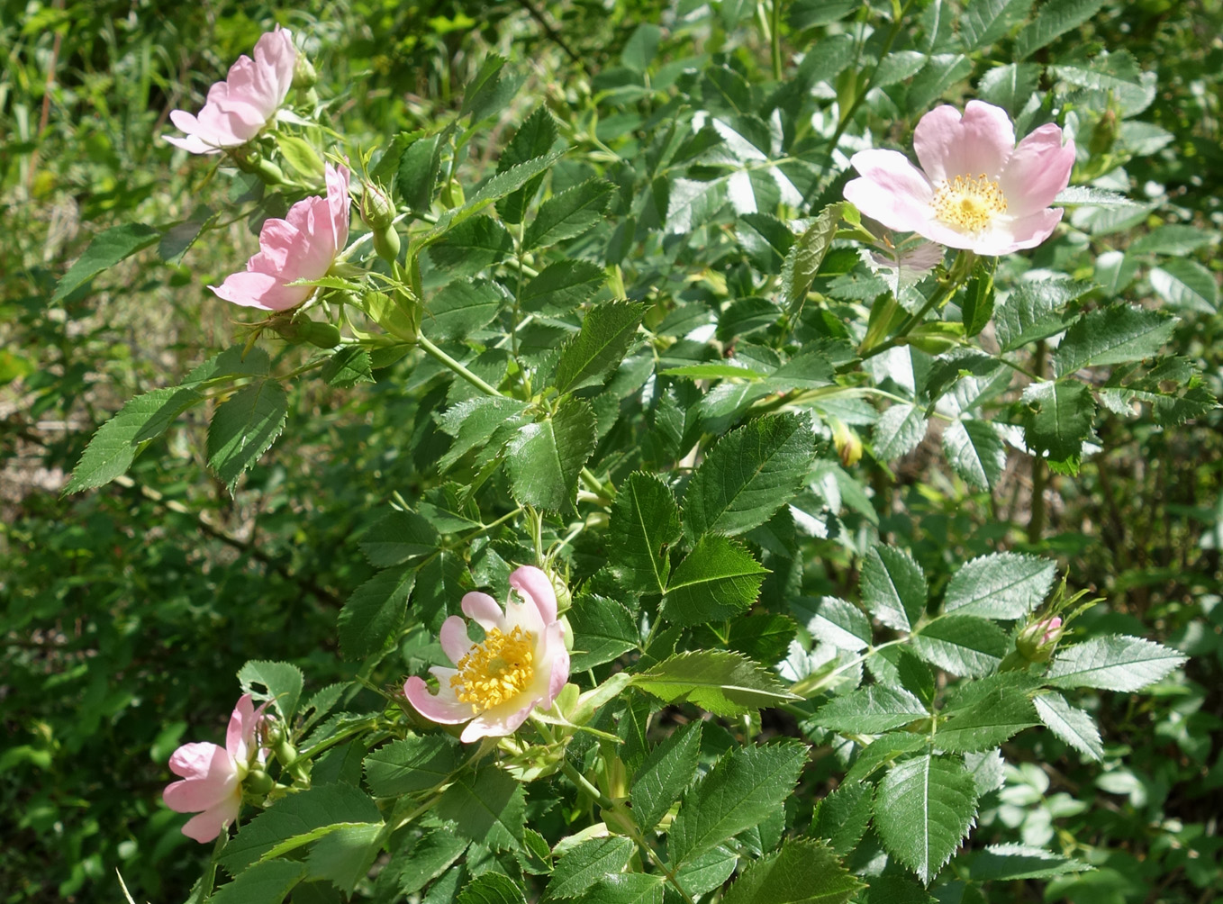 Изображение особи Rosa canina.