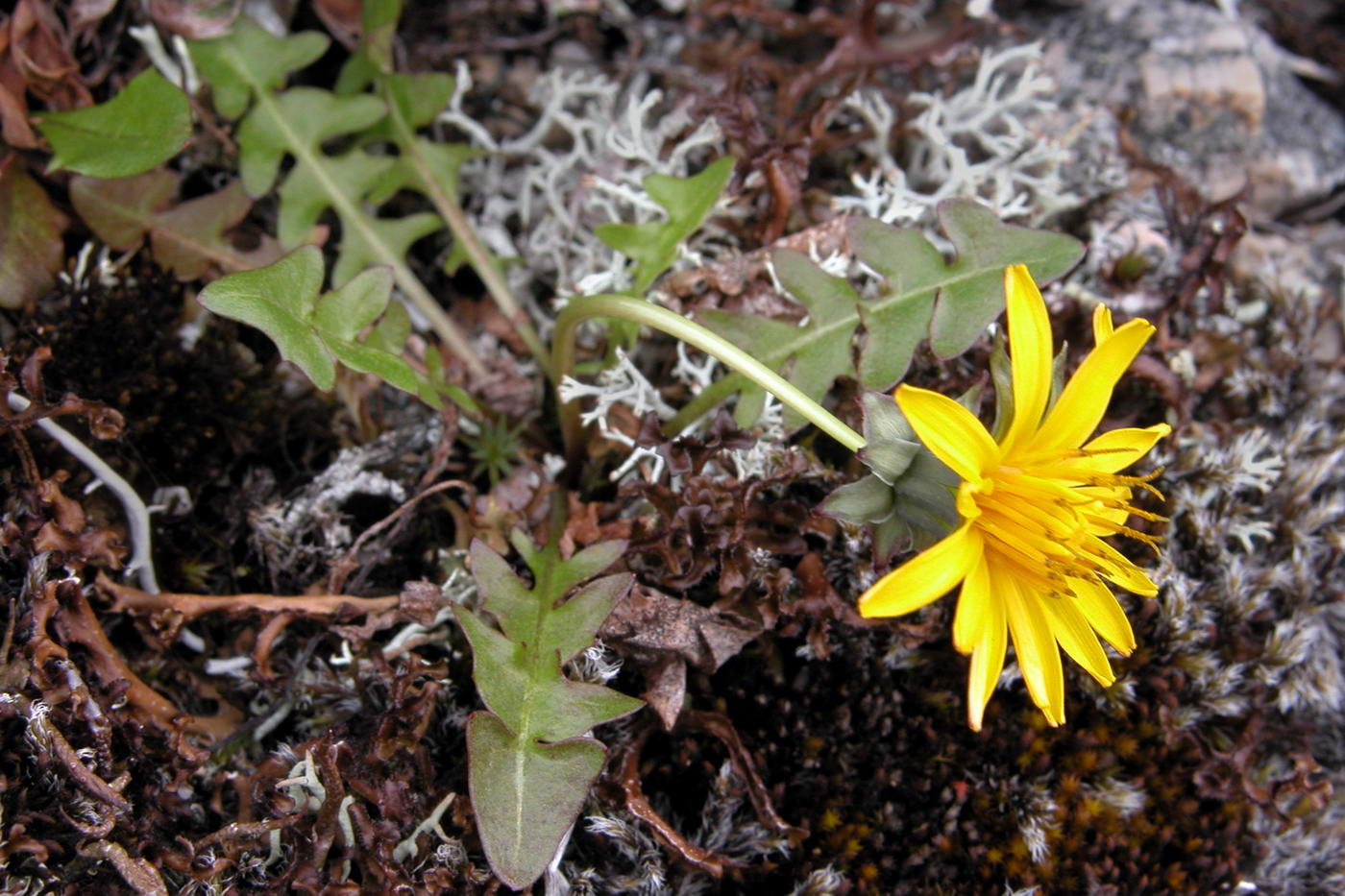 Image of Taraxacum alascanum specimen.