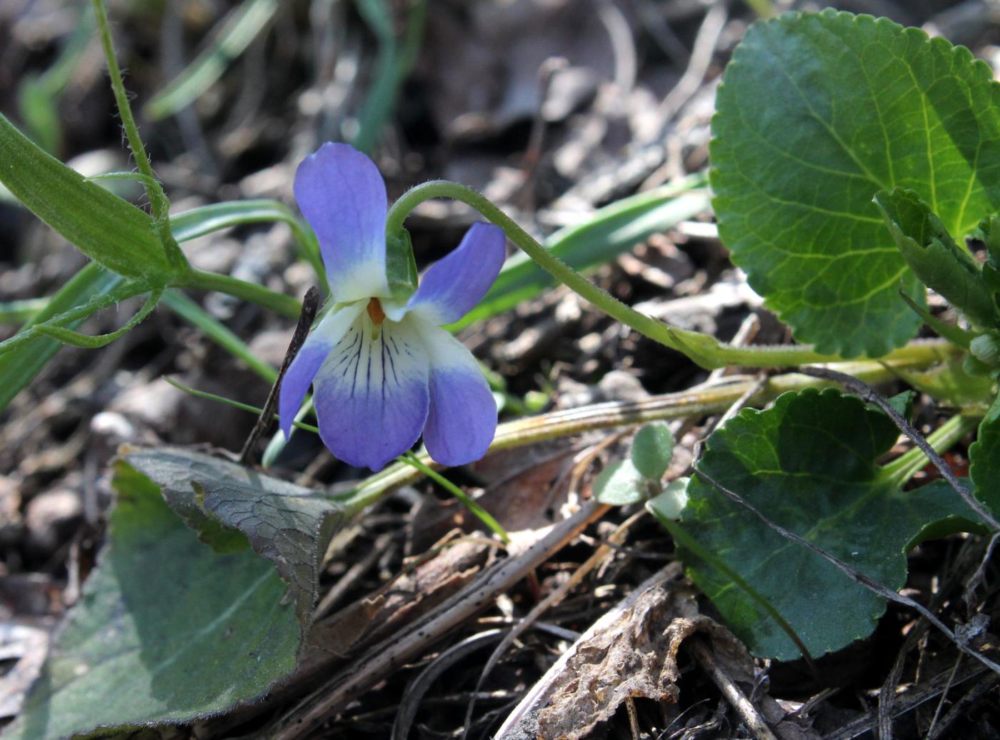 Image of Viola suavis specimen.