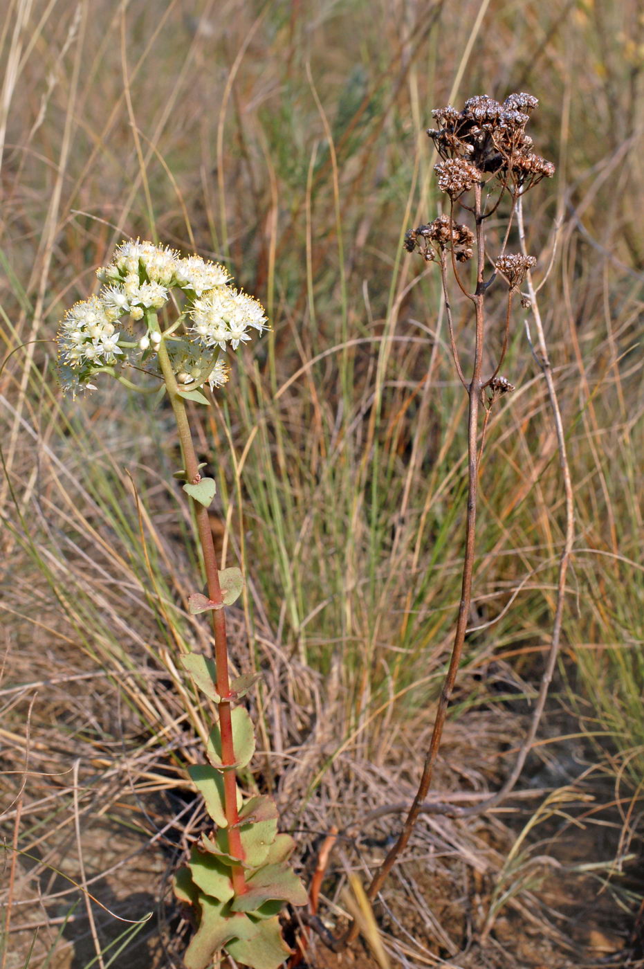 Изображение особи Hylotelephium stepposum.