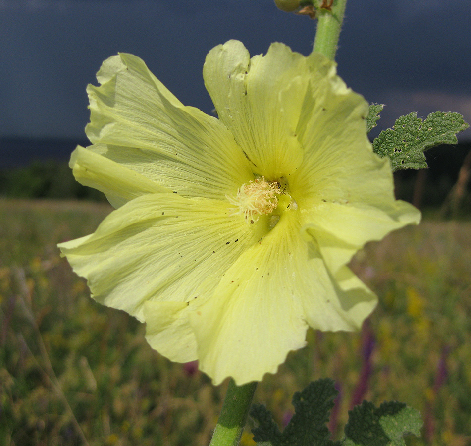 Изображение особи Alcea rugosa.