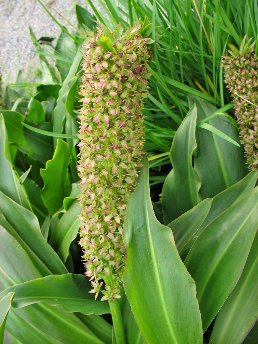 Image of Eucomis pallidiflora specimen.
