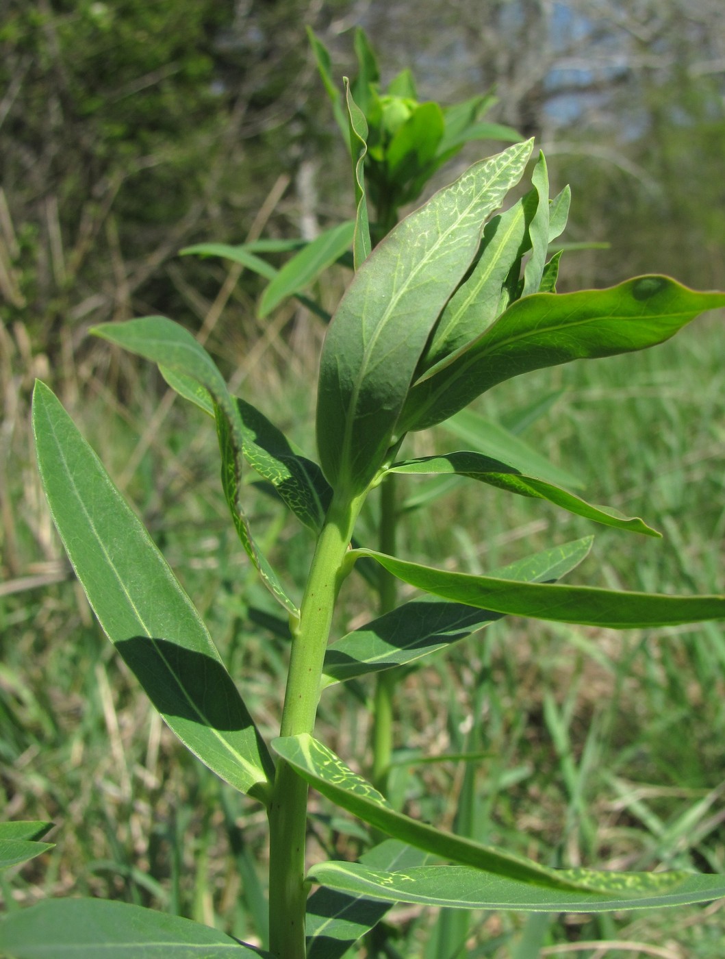 Image of Euphorbia iberica specimen.