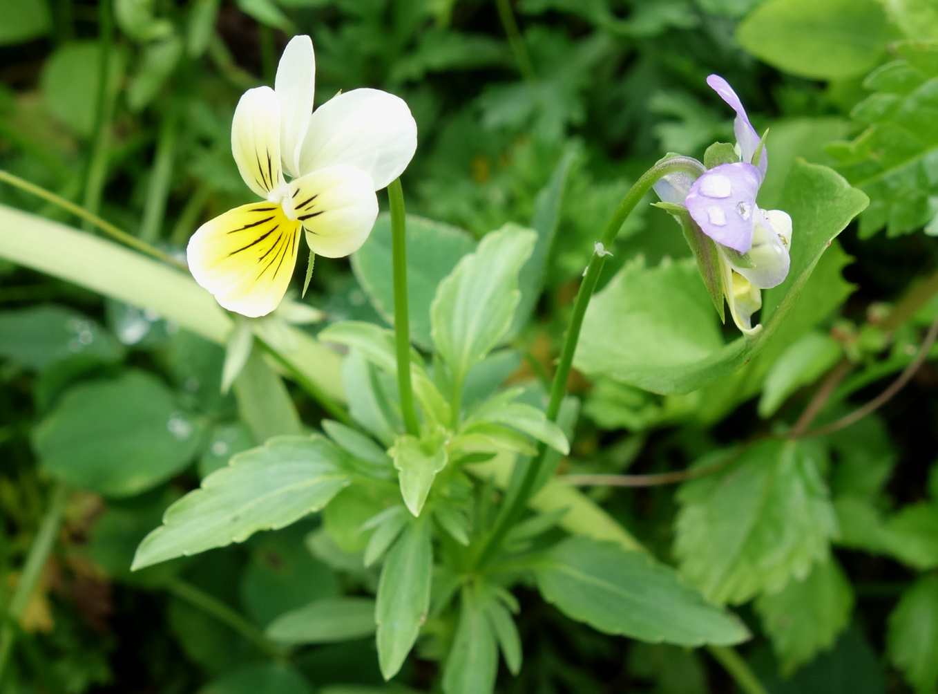 Изображение особи Viola tricolor.