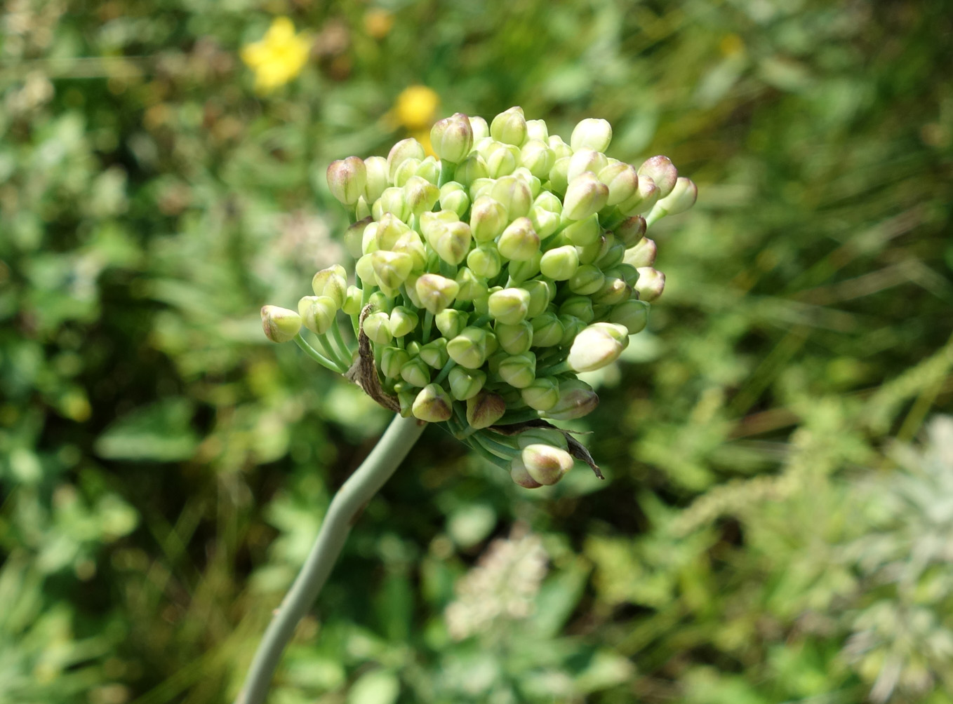 Image of Allium sacculiferum specimen.