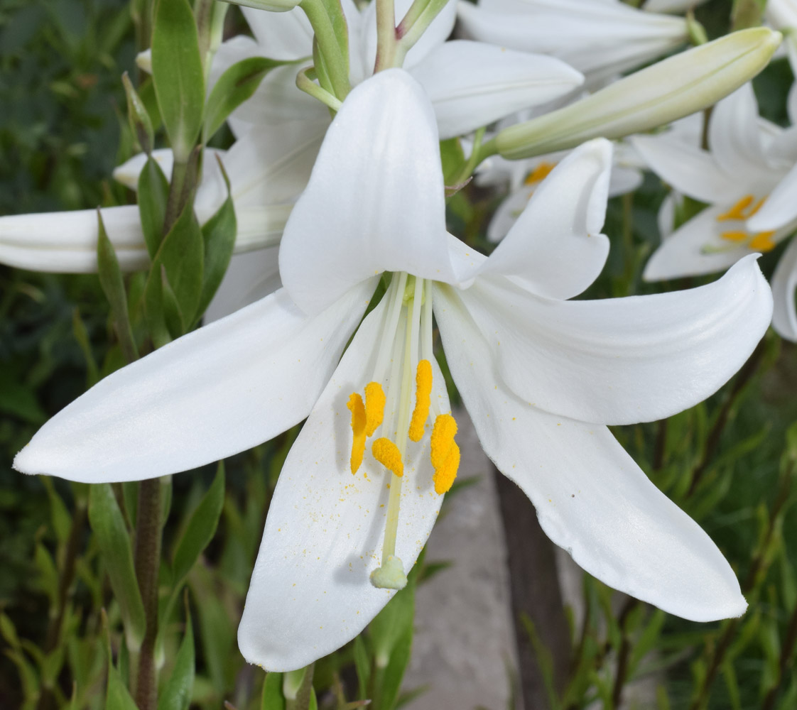 Изображение особи Lilium candidum.