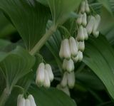 Polygonatum multiflorum