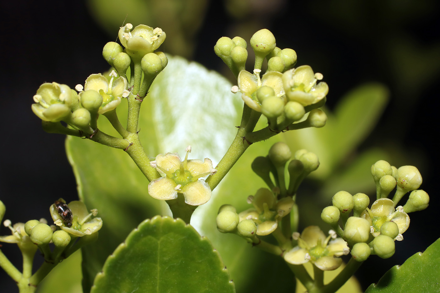 Изображение особи Euonymus japonicus.