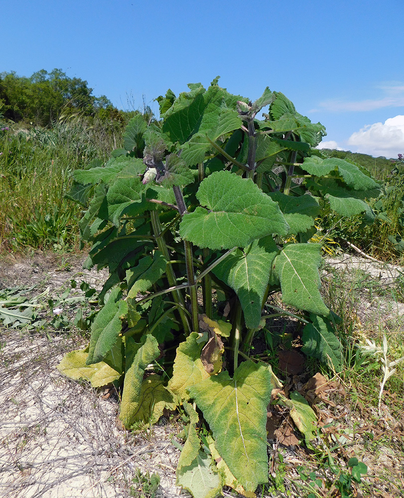 Image of Salvia sclarea specimen.