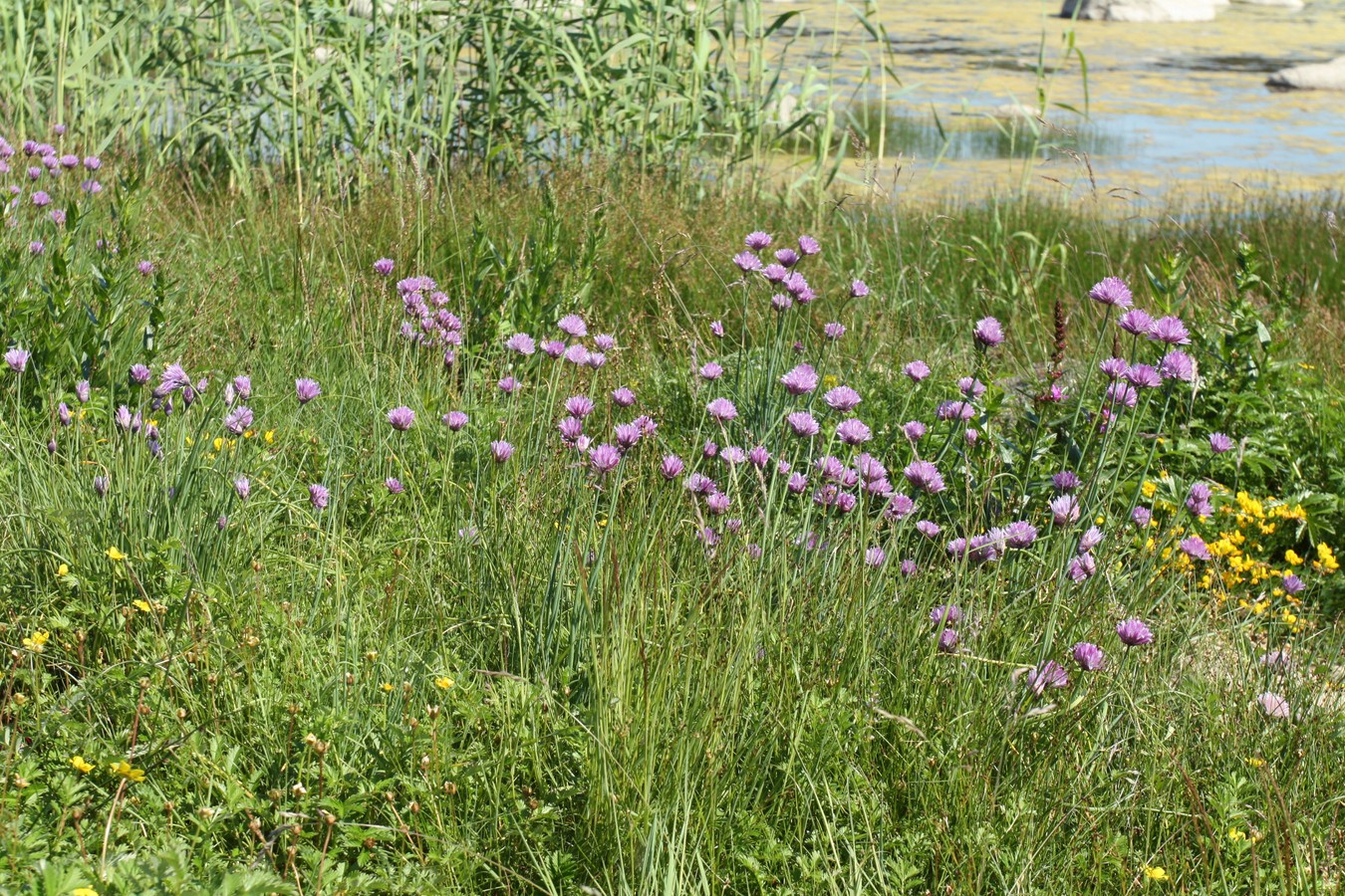 Изображение особи Allium schoenoprasum.