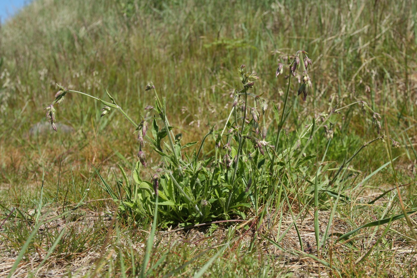 Image of Silene nutans specimen.