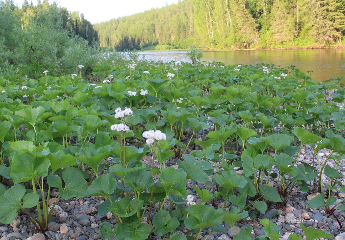 Изображение особи Petasites radiatus.