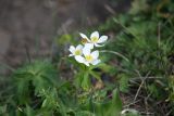 Anemonastrum fasciculatum