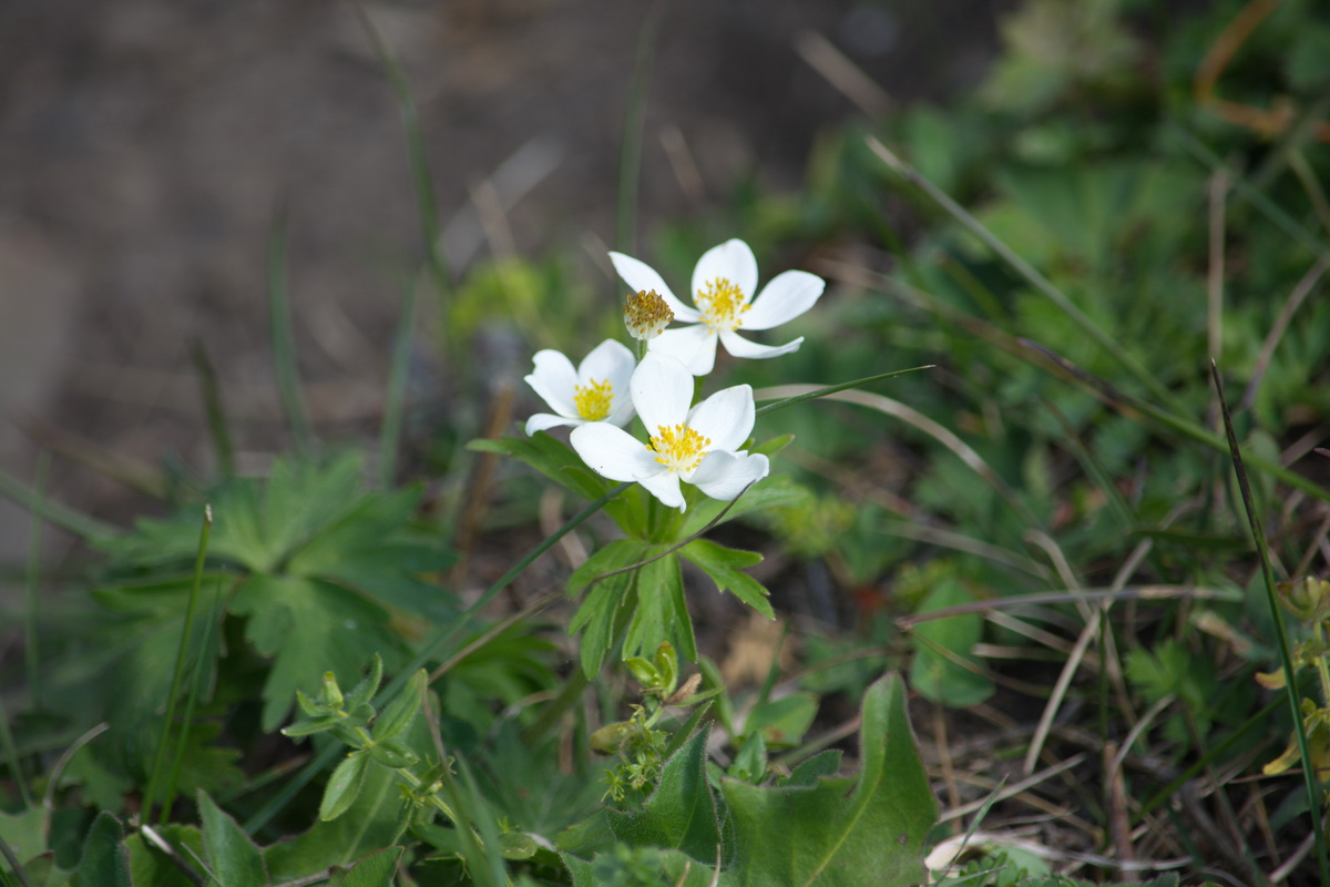 Image of Anemonastrum fasciculatum specimen.