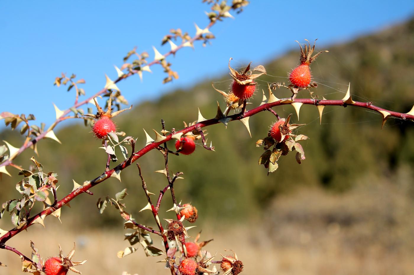 Image of Rosa fedtschenkoana specimen.