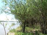 Salix viminalis. Вегетирующие растения. Хабаровский край, Хабаровский р-н, Большой Уссурийский остров, берег реки. 18.05.2020.