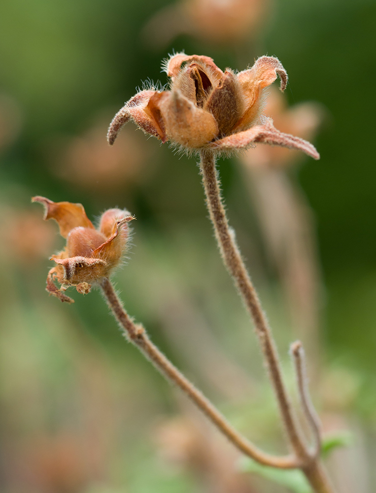 Image of Cistus tauricus specimen.