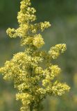 Galium × pomeranicum. Соцветие. Саратовская обл., Балашовский р-н, окр. с. Старый Хопёр, долина р. Тростянка, берег пруда Почтовый, разнотравный луг. 17.06.2019.