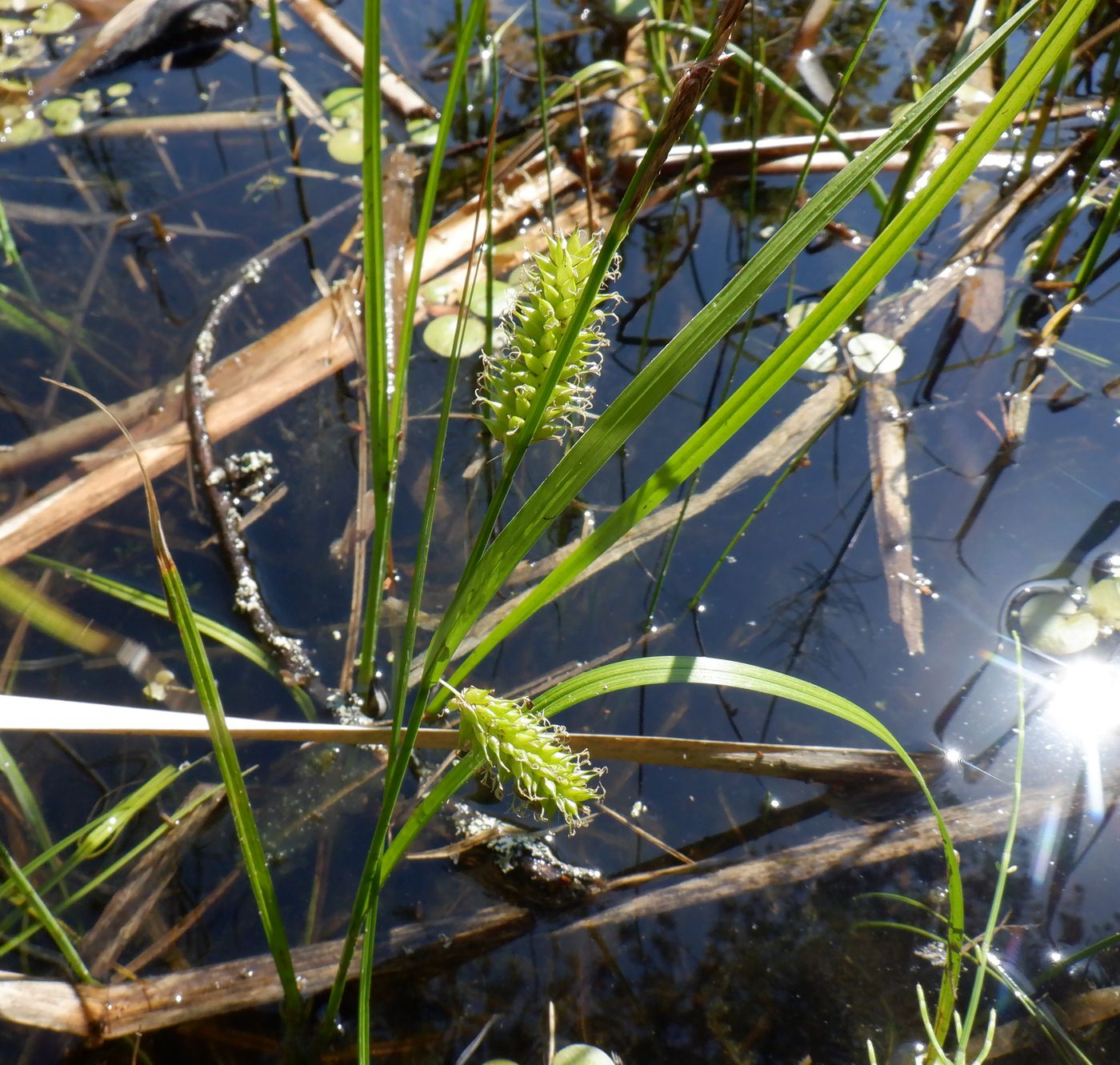 Image of Carex vesicaria specimen.