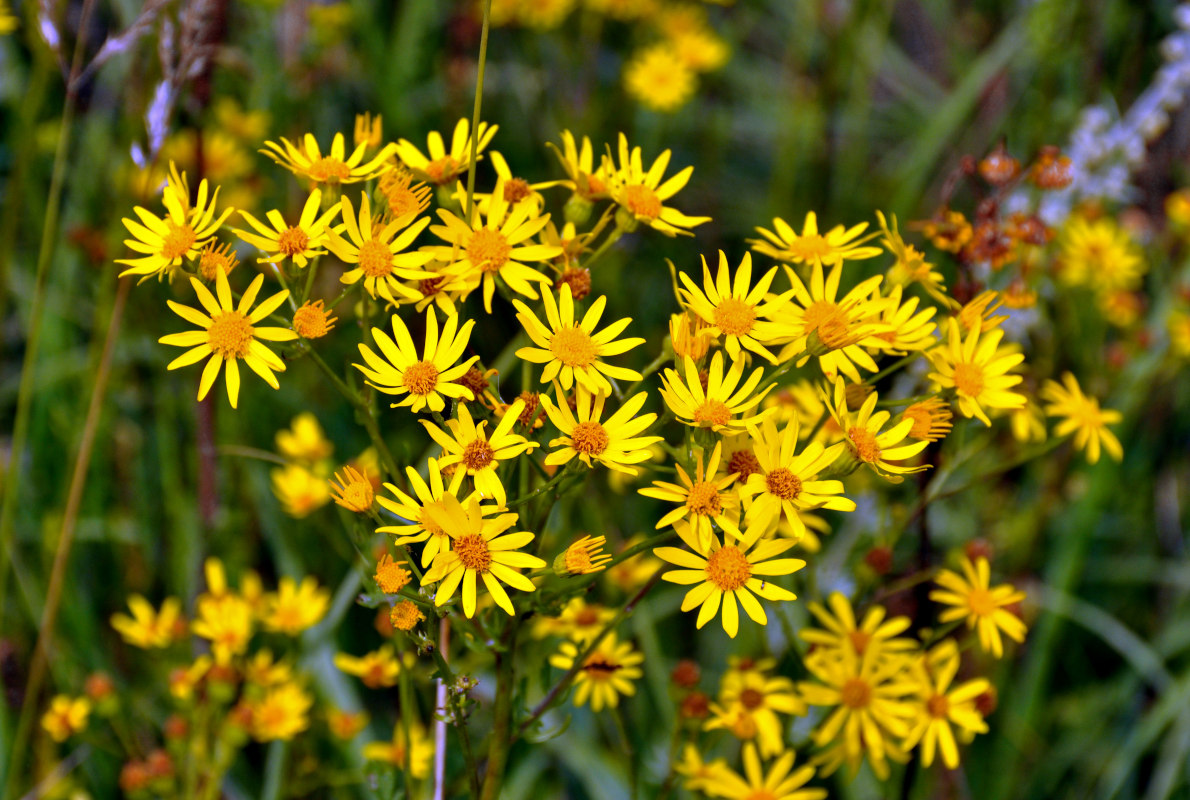 Изображение особи Senecio jacobaea.