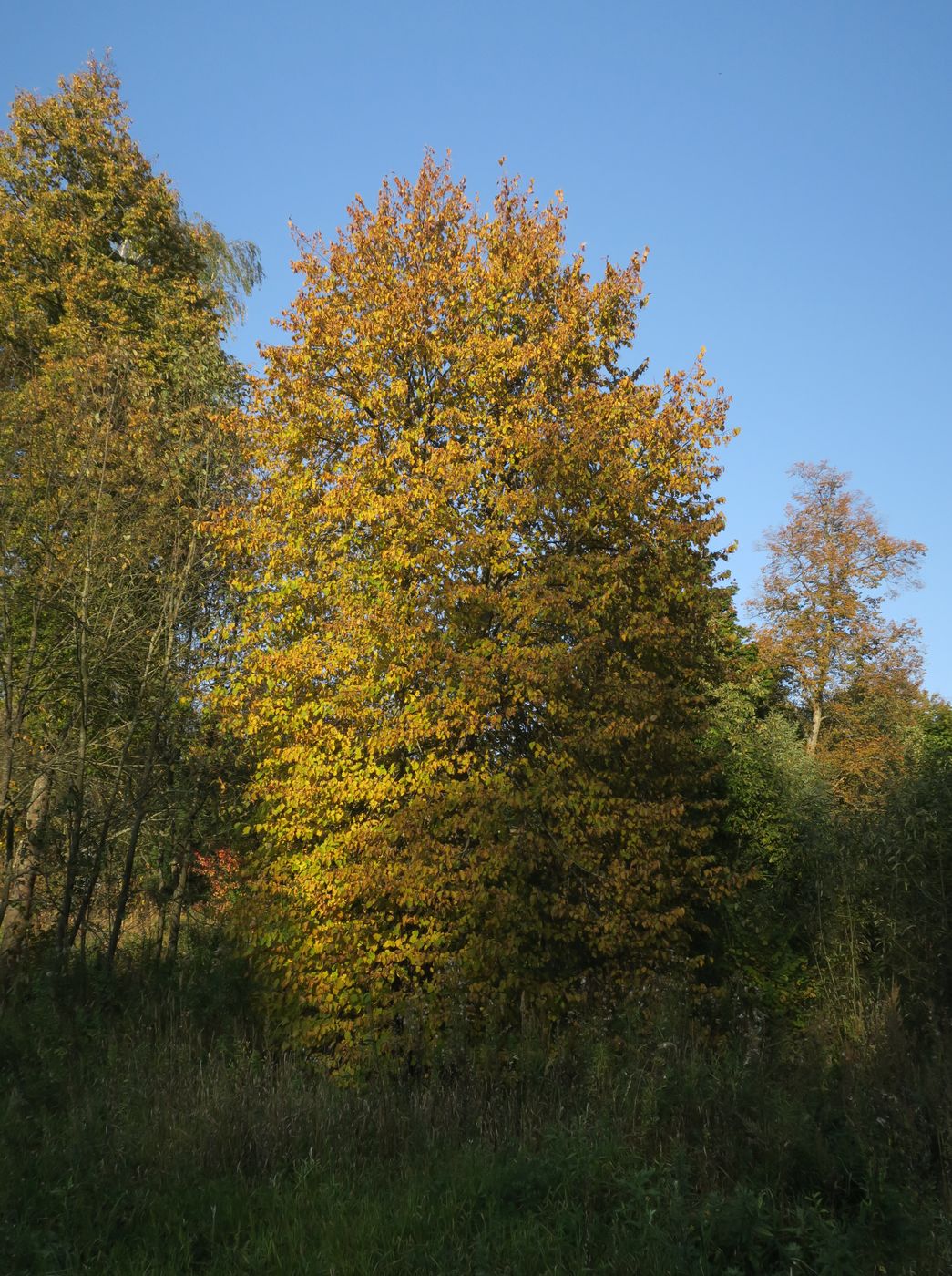 Image of Tilia cordata specimen.