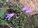 род Campanula