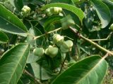 Euonymus maackii
