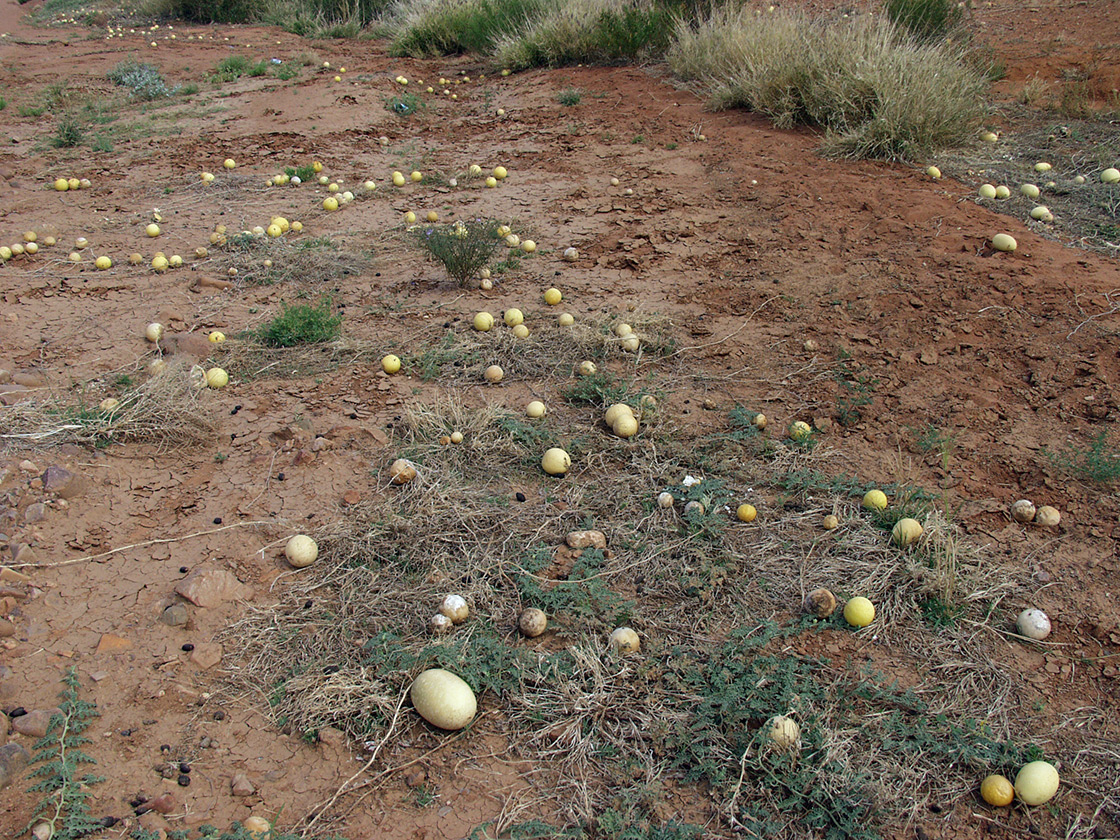 Image of Citrullus colocynthis specimen.