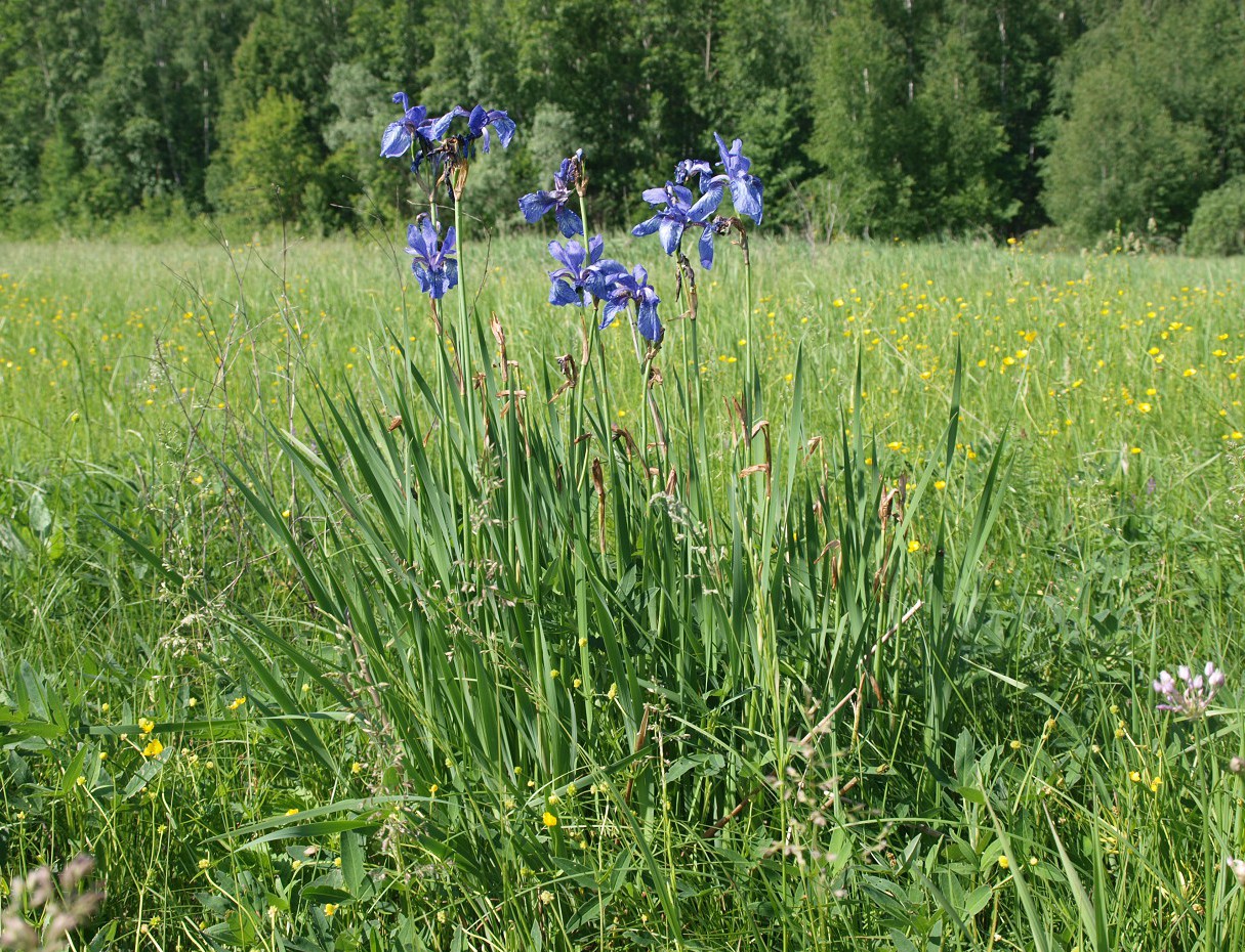 Изображение особи Iris sibirica.