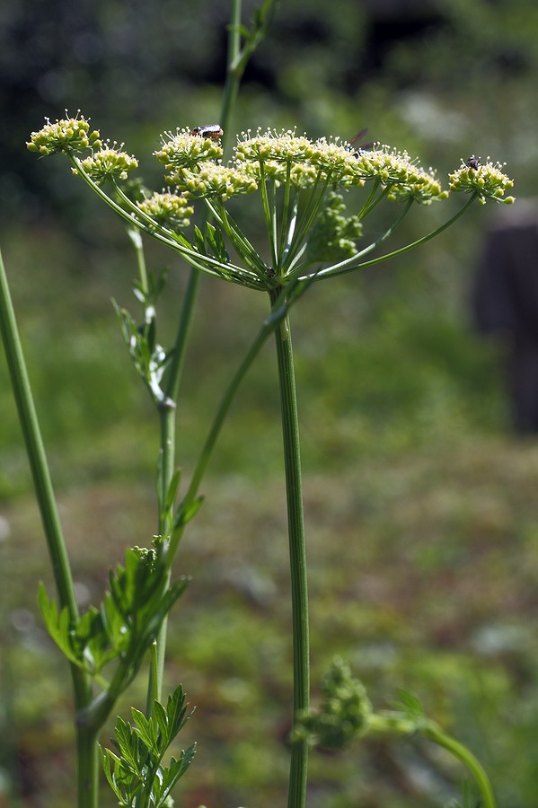 Изображение особи Petroselinum crispum.